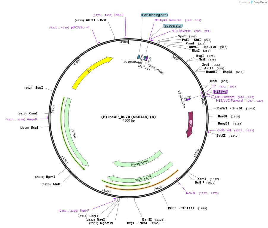 187626-plasmid-map-sequence-id-386081