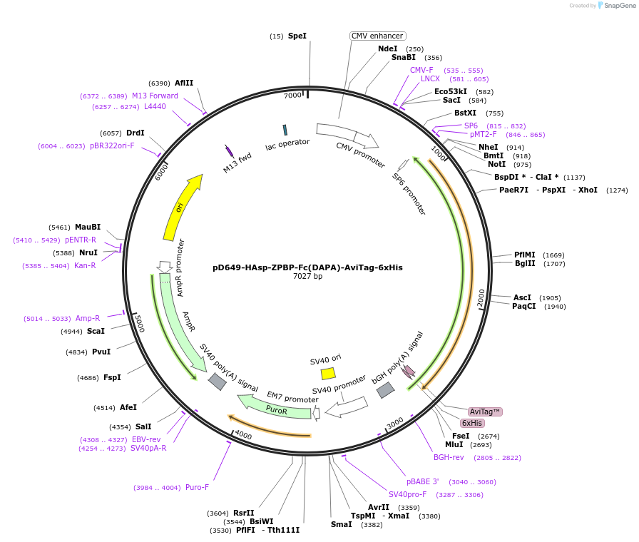156747-plasmid-map-sequence-id-386082
