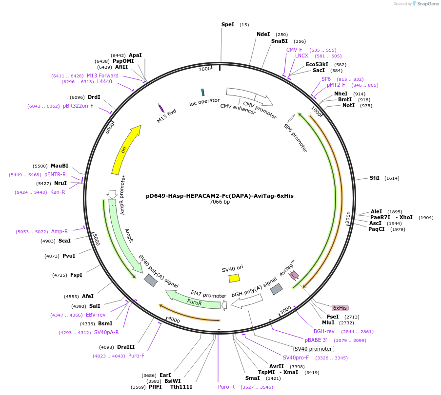 156760-plasmid-map-sequence-id-386092