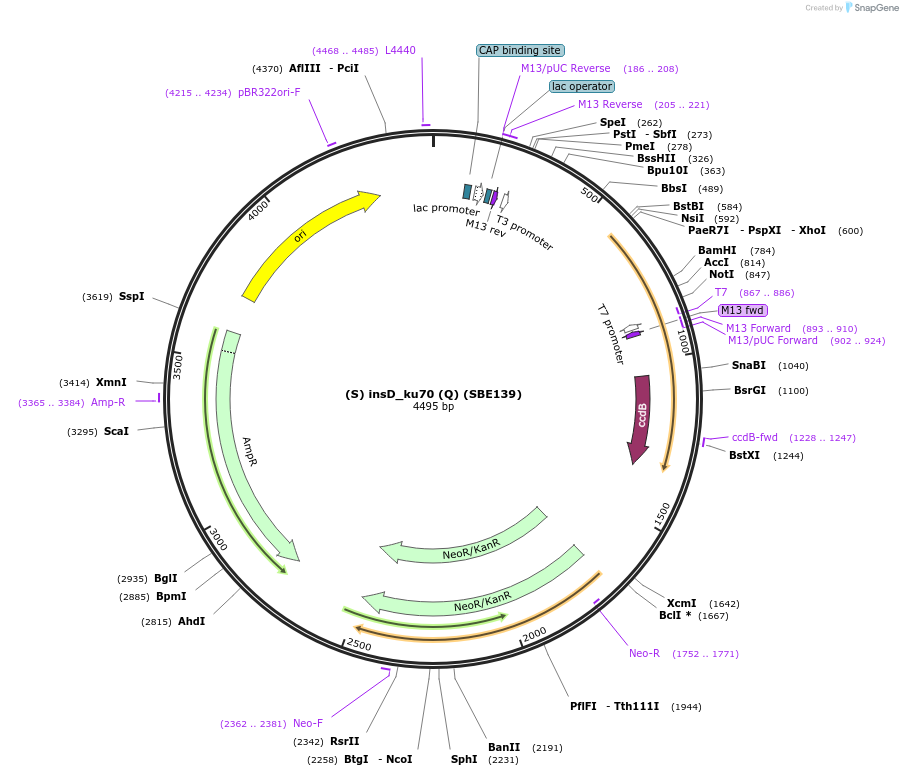 187627-plasmid-map-sequence-id-386093