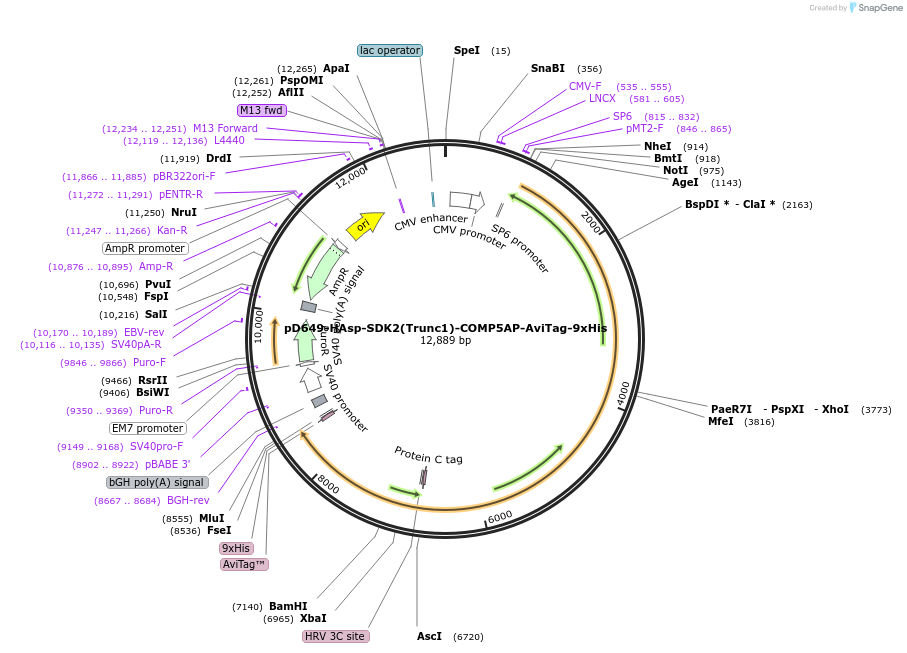 157613-plasmid-map-sequence-id-386094
