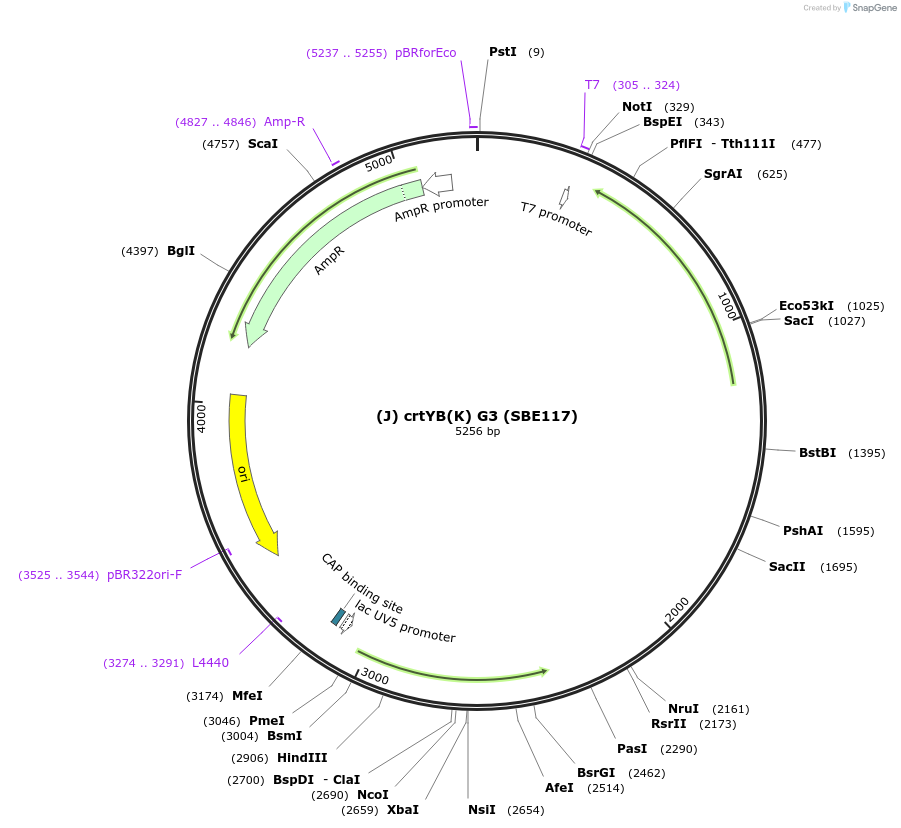 194996-plasmid-map-sequence-id-386095