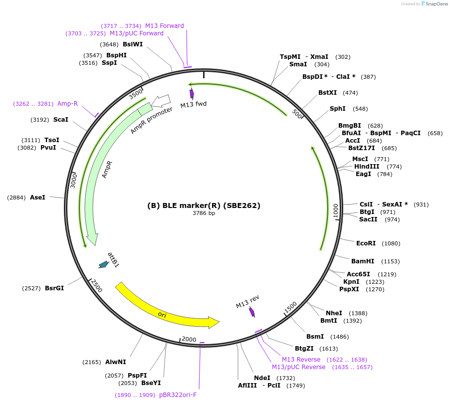 195012-plasmid-map-sequence-id-386100