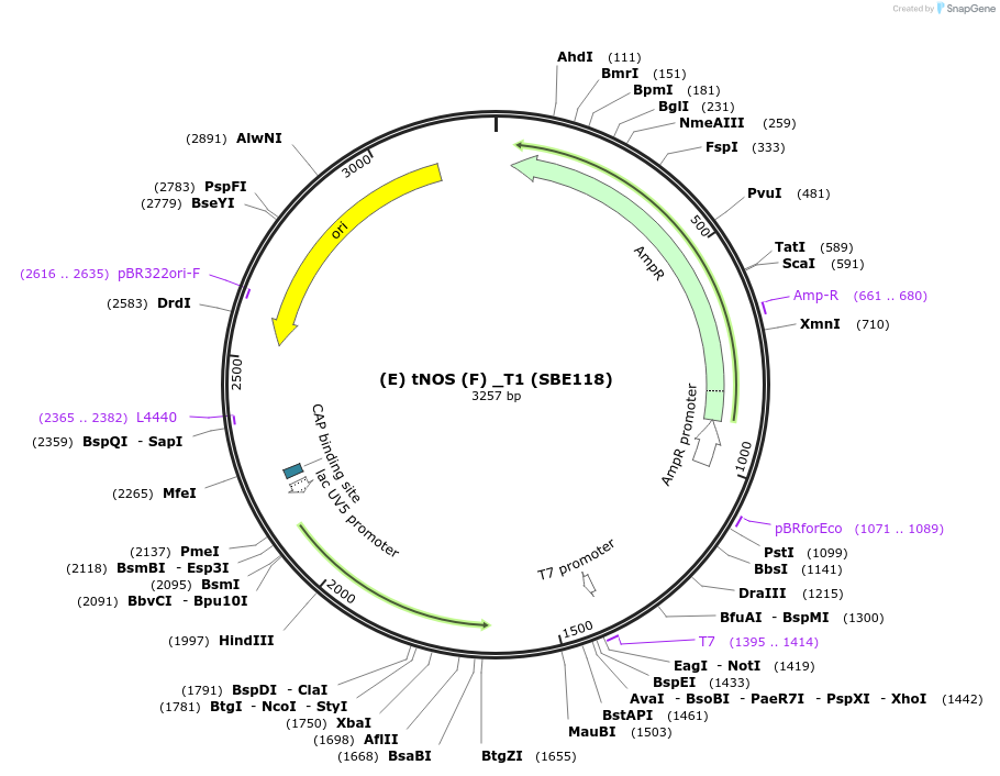 194997-plasmid-map-sequence-id-386101