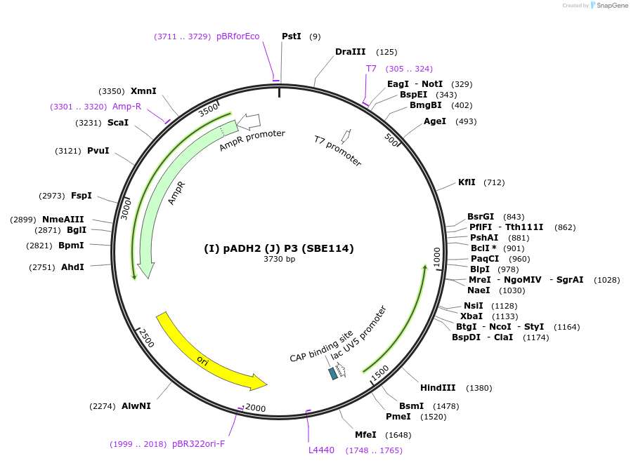 187629-plasmid-map-sequence-id-386107