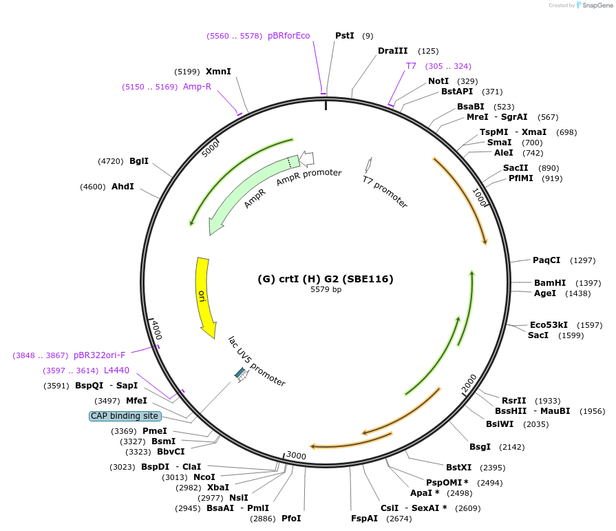 194995-plasmid-map-sequence-id-386109