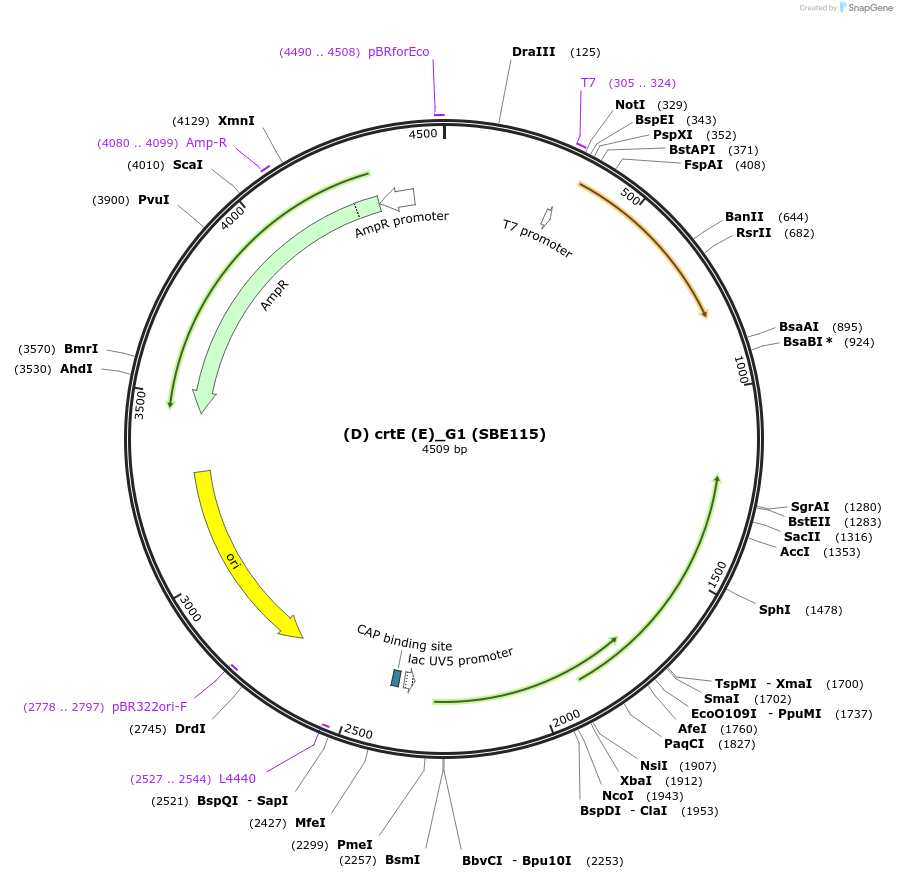 194994-plasmid-map-sequence-id-386110