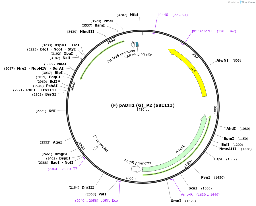 187628-plasmid-map-sequence-id-386111