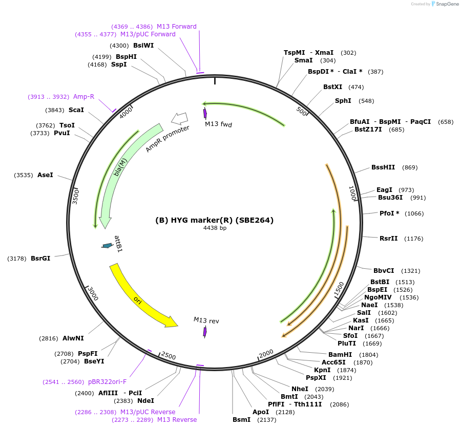 195013-plasmid-map-sequence-id-386112