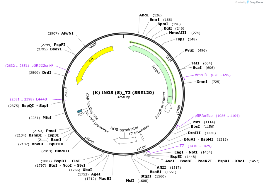 195010-plasmid-map-sequence-id-386115