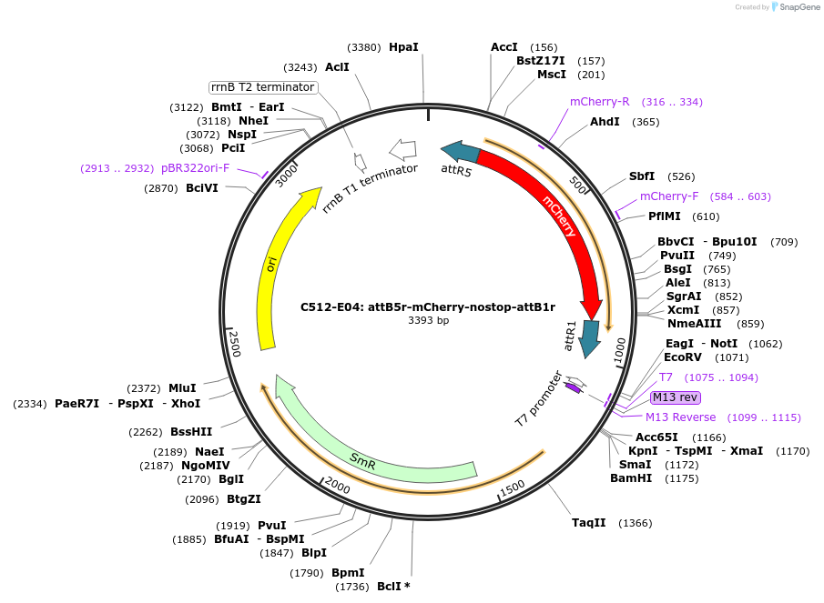 162941-plasmid-map-sequence-id-386118