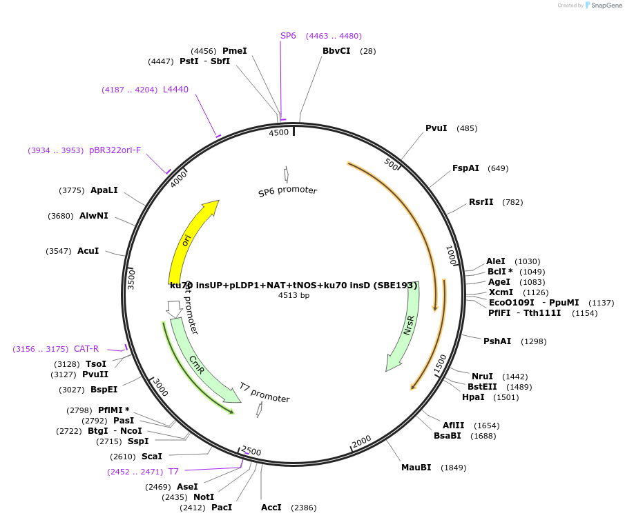 195054-plasmid-map-sequence-id-386125
