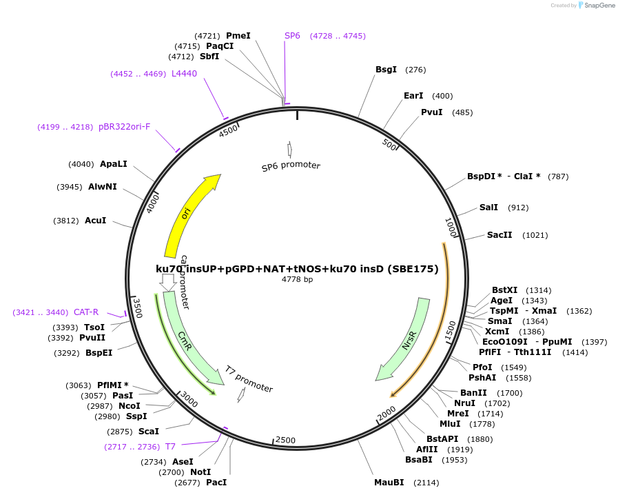 195051-plasmid-map-sequence-id-386128