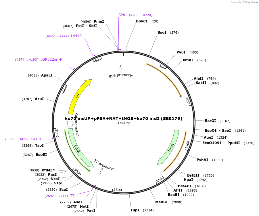 195053-plasmid-map-sequence-id-386129