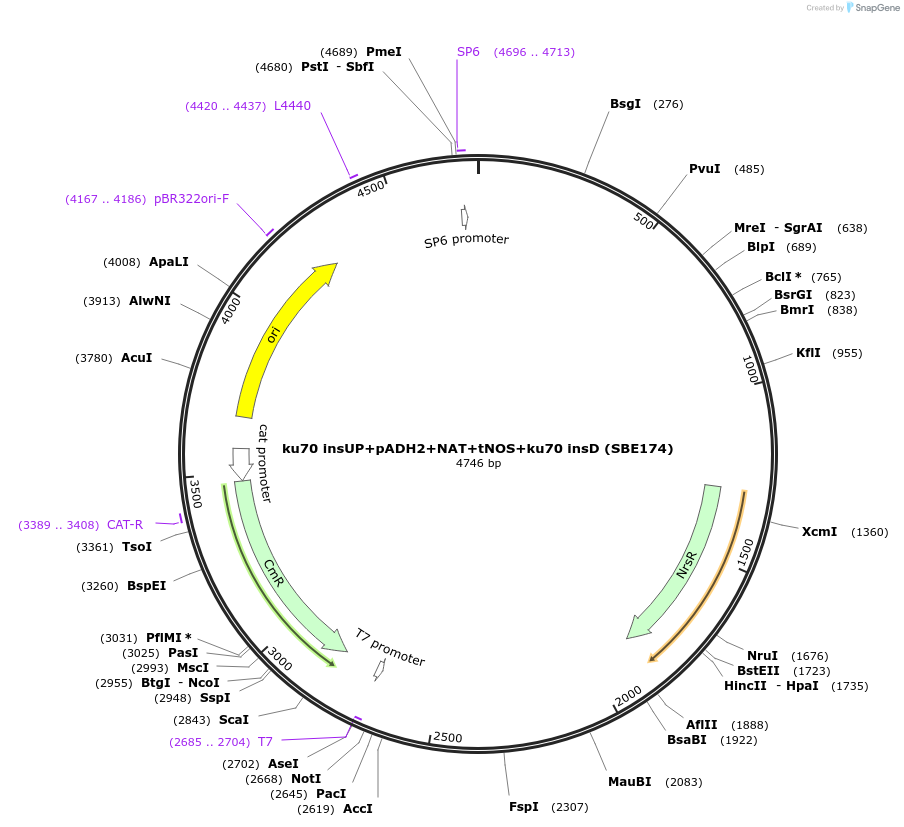 195050-plasmid-map-sequence-id-386130