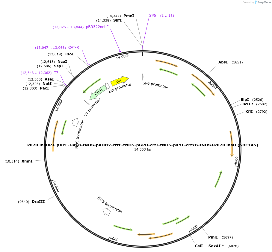 195047-plasmid-map-sequence-id-386131