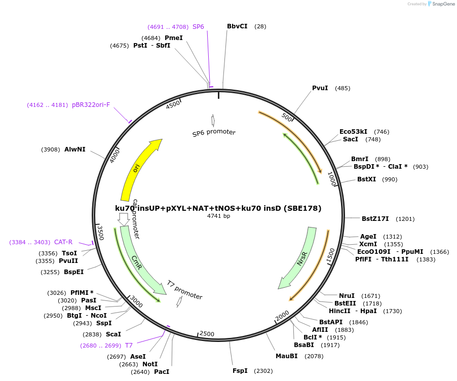 195052-plasmid-map-sequence-id-386132