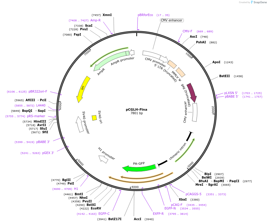 194980-plasmid-map-sequence-id-386133