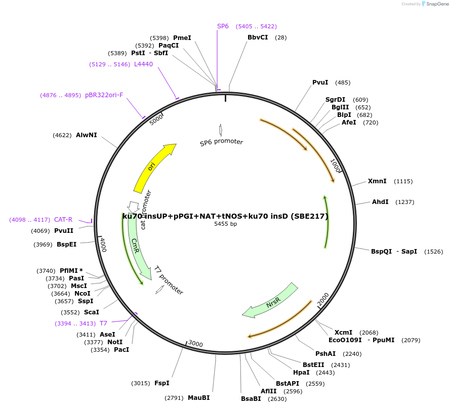 195049-plasmid-map-sequence-id-386134