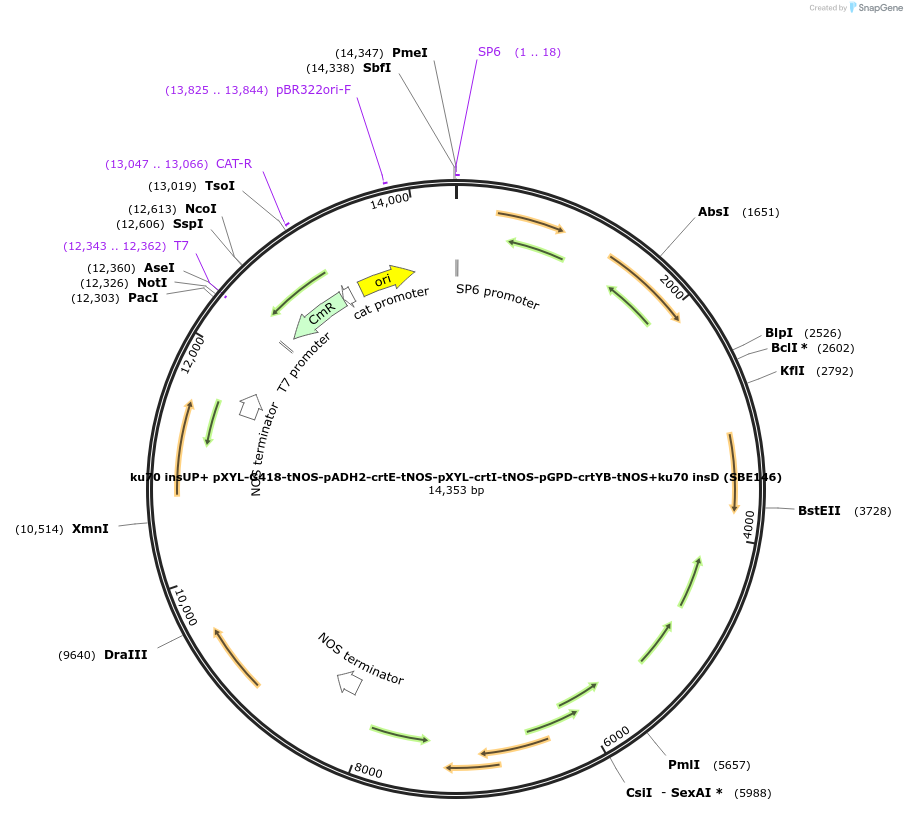 195048-plasmid-map-sequence-id-386137