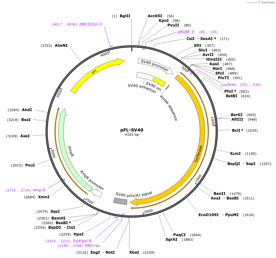 115352-plasmid-map-sequence-id-386139