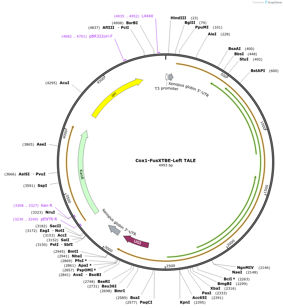 196502-plasmid-map-sequence-id-386143