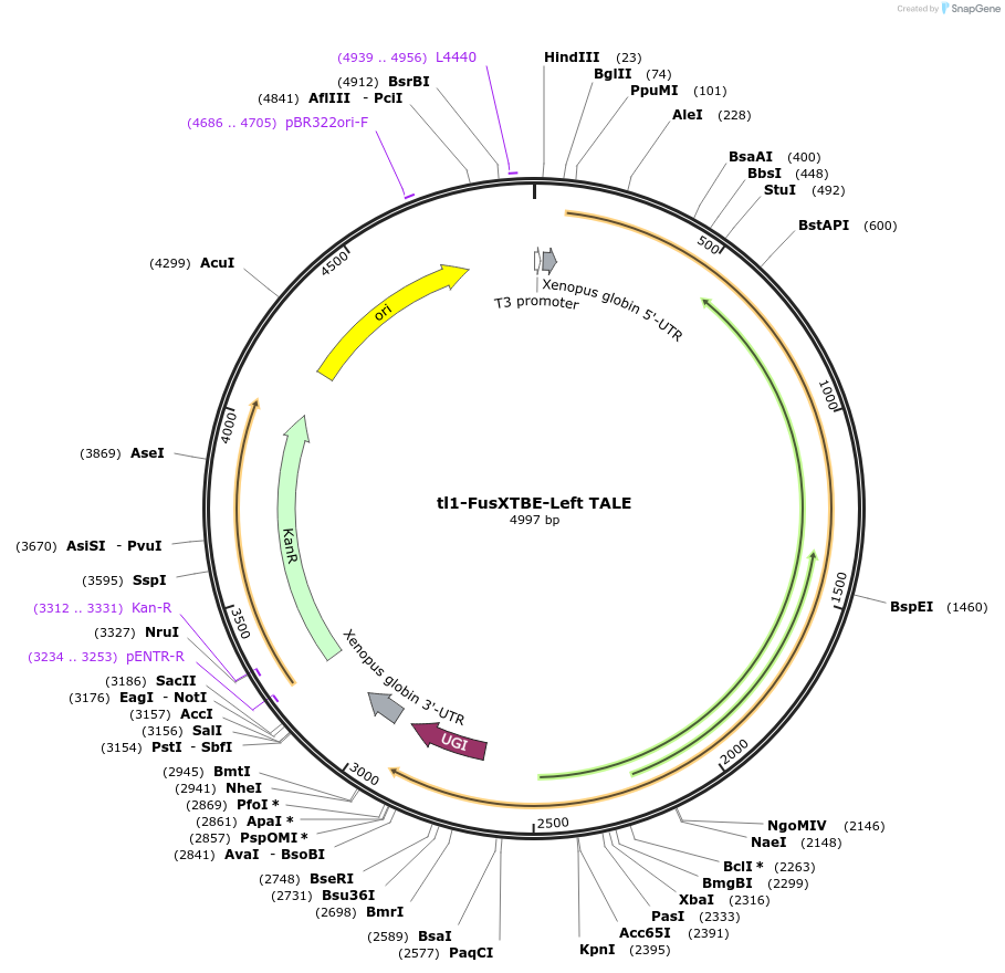 196506-plasmid-map-sequence-id-386145