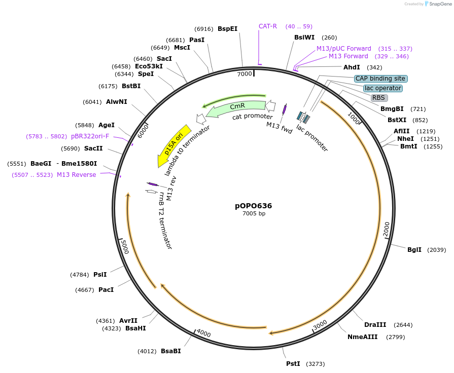 195299-plasmid-map-sequence-id-386151