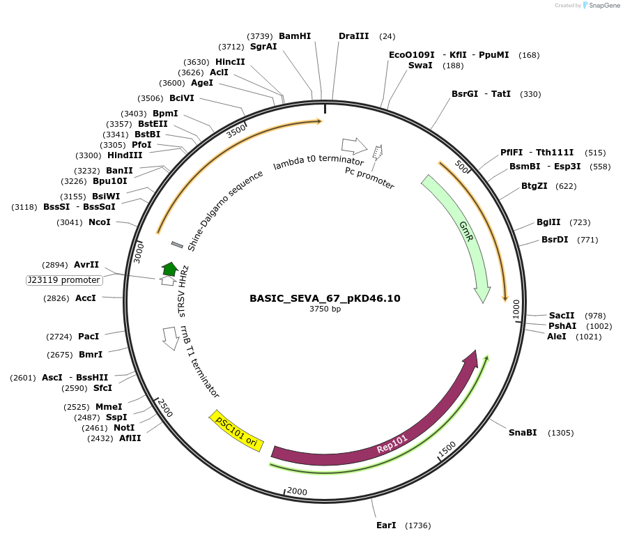 178942-plasmid-map-sequence-id-386165