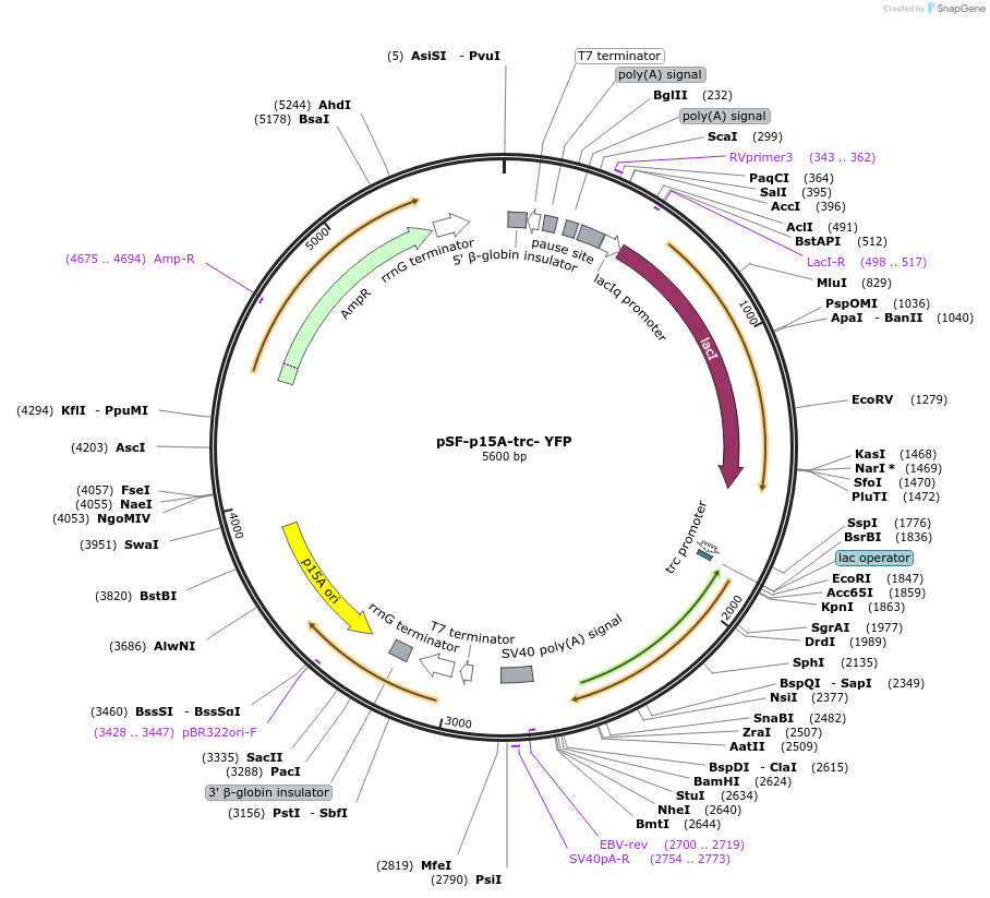 186569-plasmid-map-sequence-id-386179