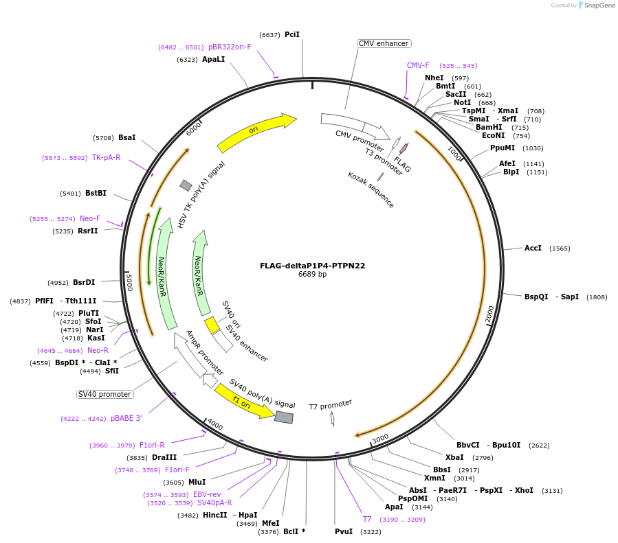 195390-plasmid-map-sequence-id-386191