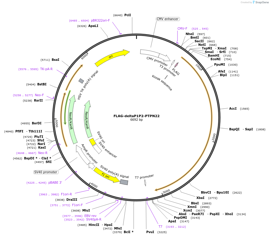 195392-plasmid-map-sequence-id-386193