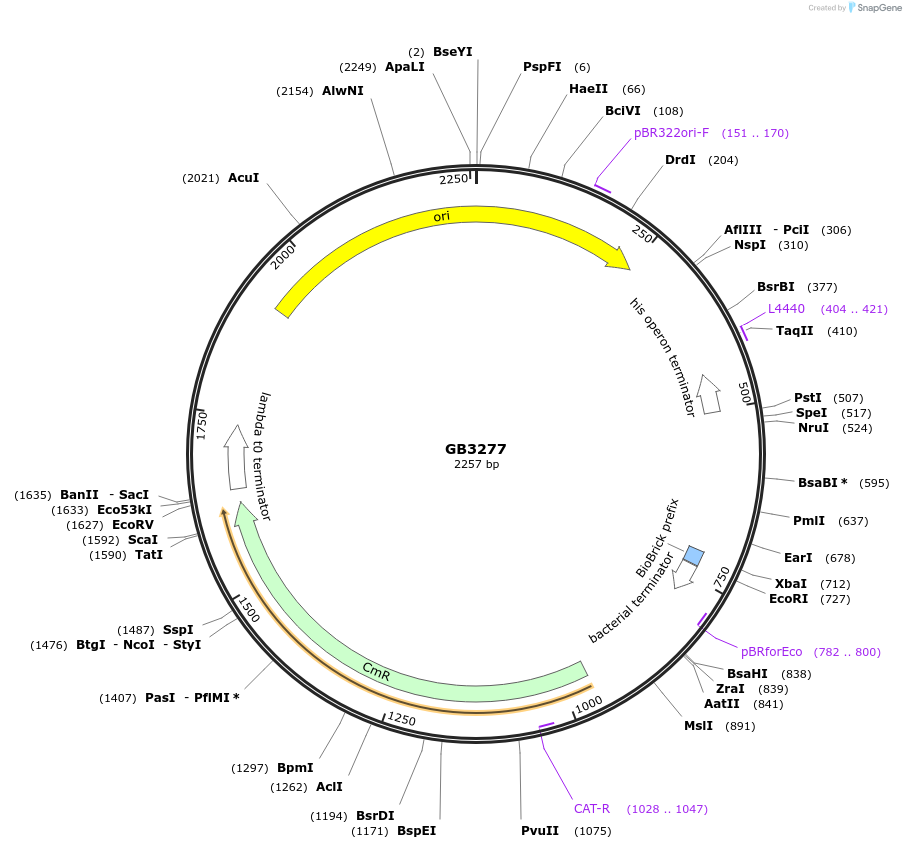 193131-plasmid-map-sequence-id-386194