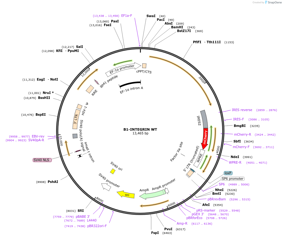 195215-plasmid-map-sequence-id-386197