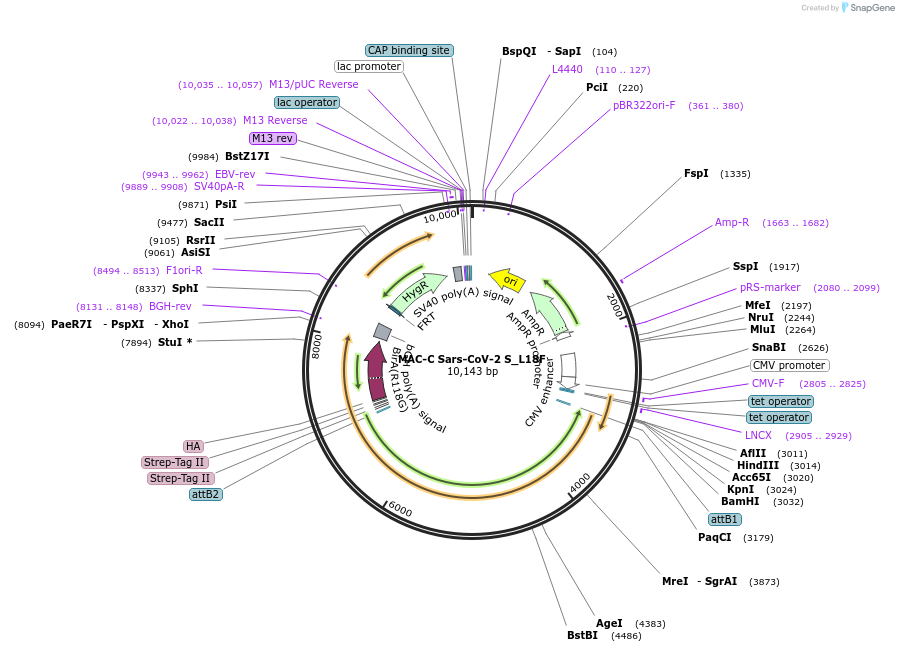 194840-plasmid-map-sequence-id-386204