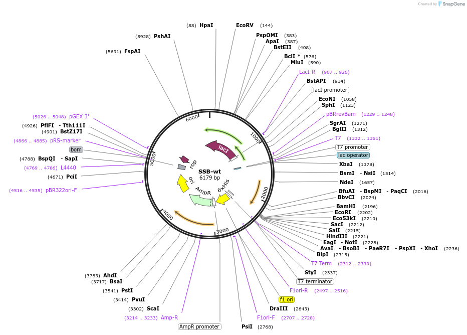 197260-plasmid-map-sequence-id-386205