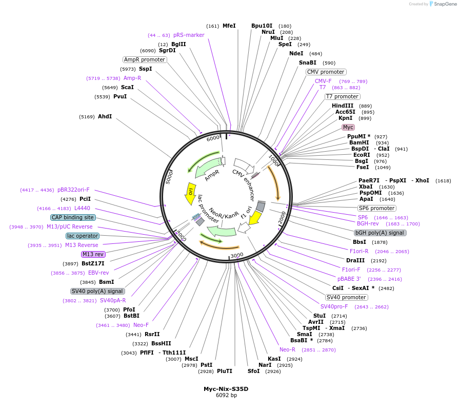 197563-plasmid-map-sequence-id-386250