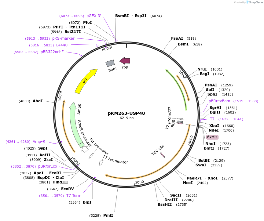 196356-plasmid-map-sequence-id-386259