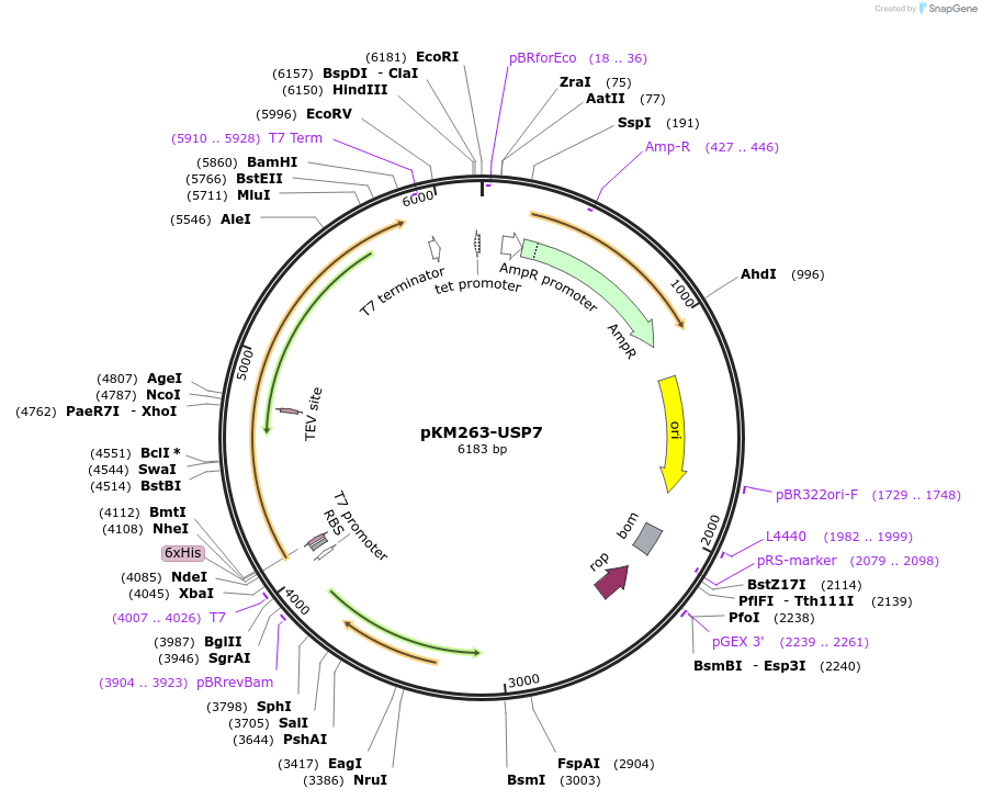 196365-plasmid-map-sequence-id-386294