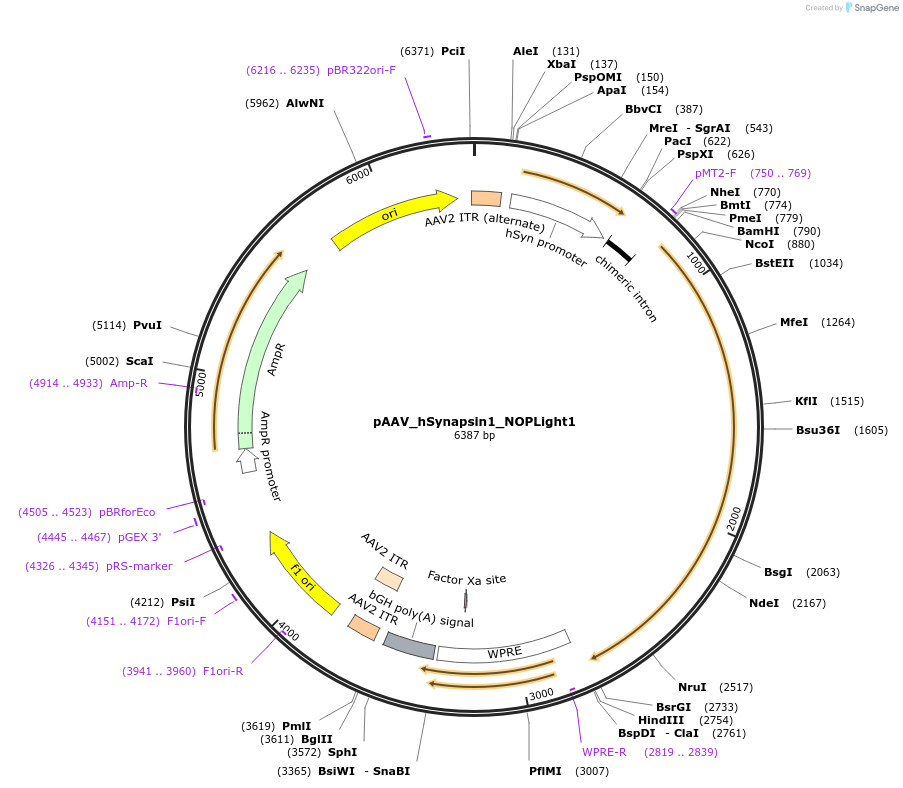 195580-plasmid-map-sequence-id-386295