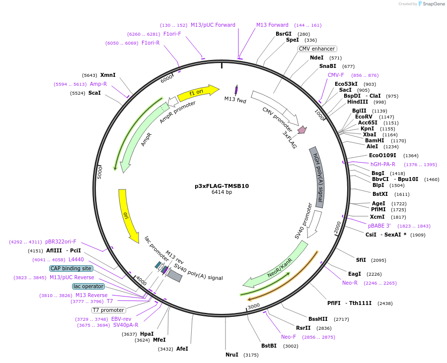 191133-plasmid-map-sequence-id-386300