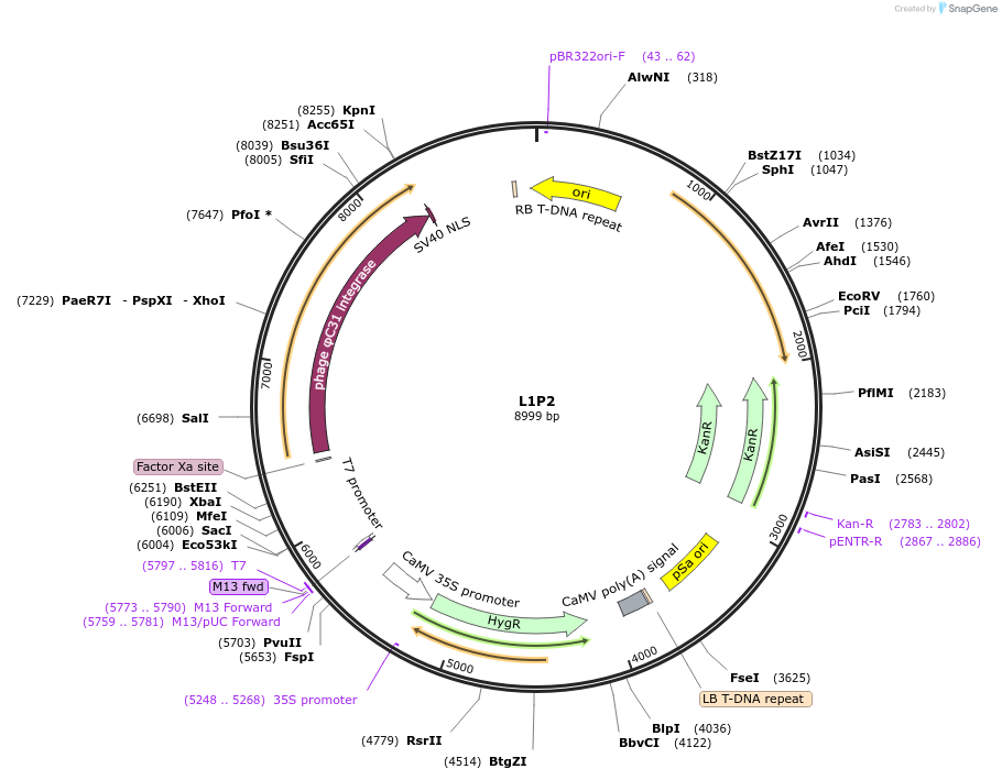 195918-plasmid-map-sequence-id-386302