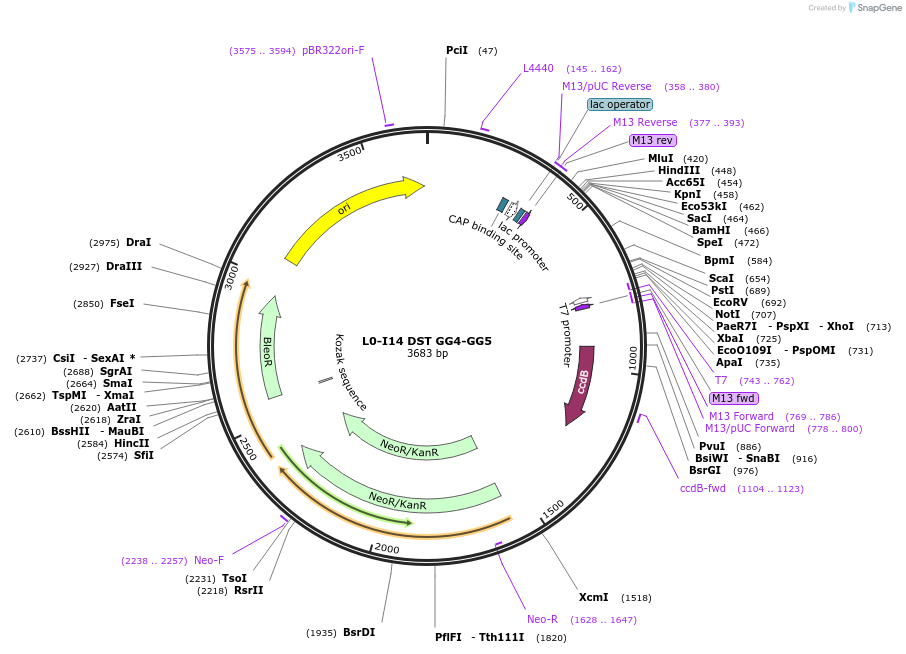 195896-plasmid-map-sequence-id-386303