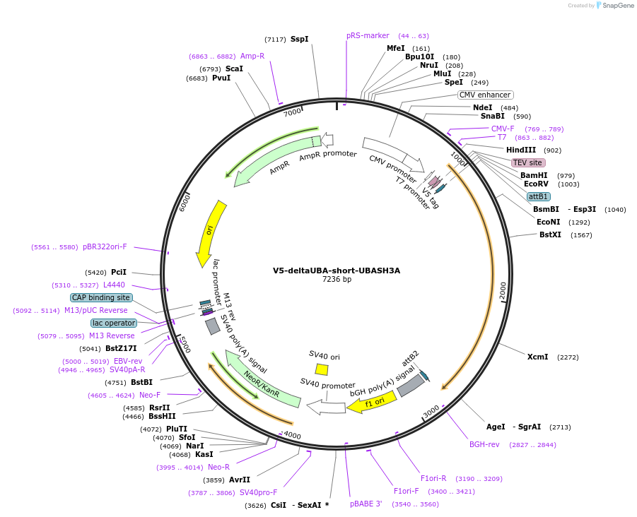 195405-plasmid-map-sequence-id-386309