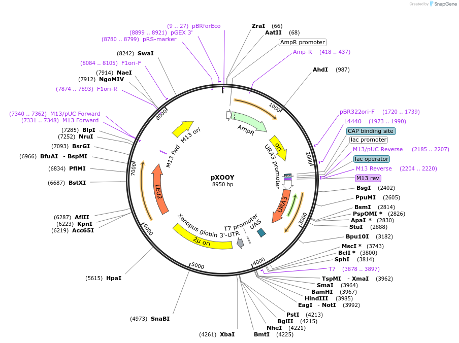 196449-plasmid-map-sequence-id-386310