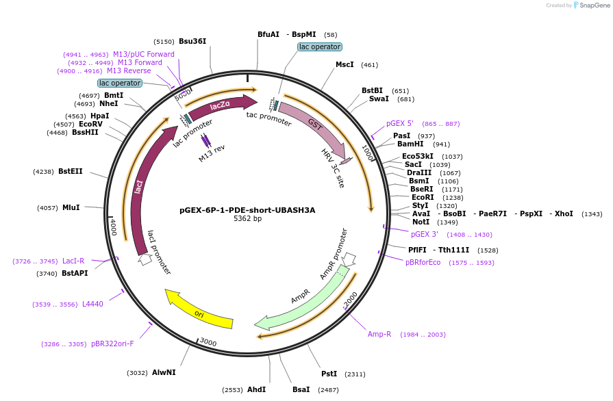 195403-plasmid-map-sequence-id-386313