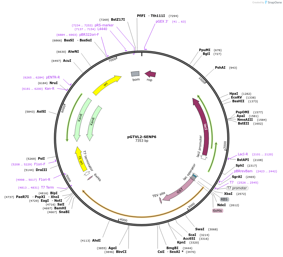 196359-plasmid-map-sequence-id-386314