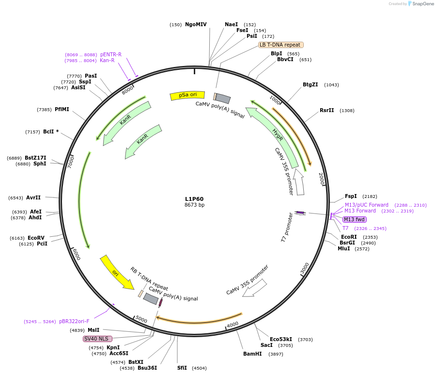 195937-plasmid-map-sequence-id-386327