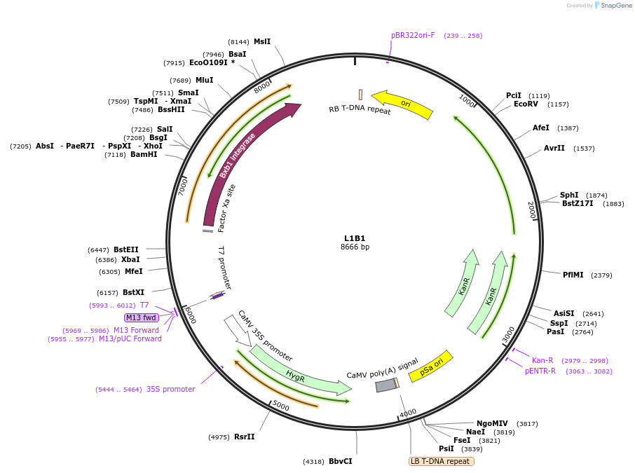 195944-plasmid-map-sequence-id-386329
