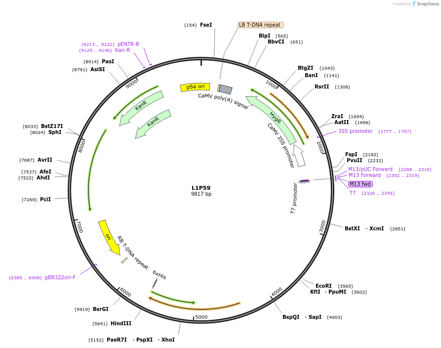 195936-plasmid-map-sequence-id-386331